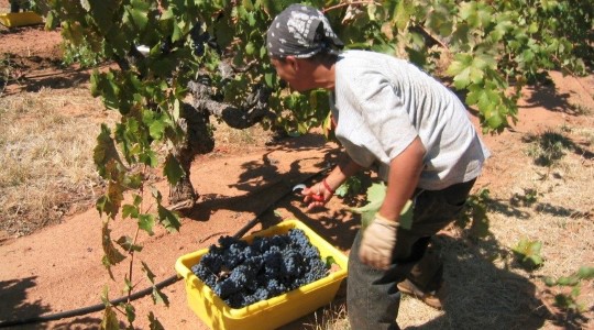 Influencing wine grape yield