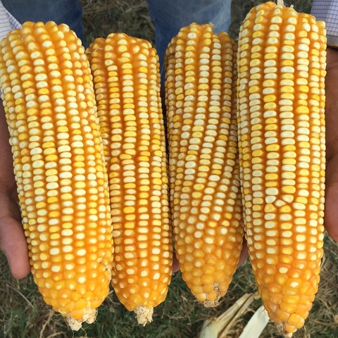 Maize