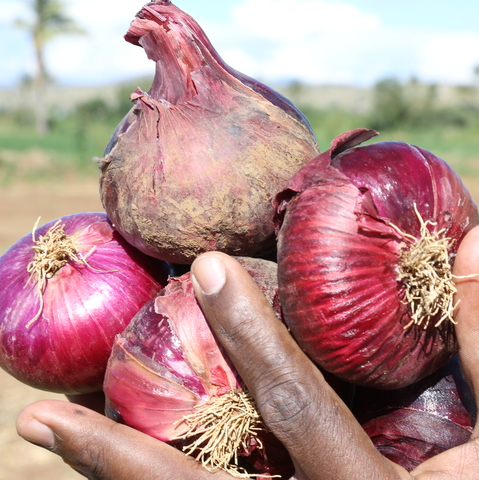 Onion
