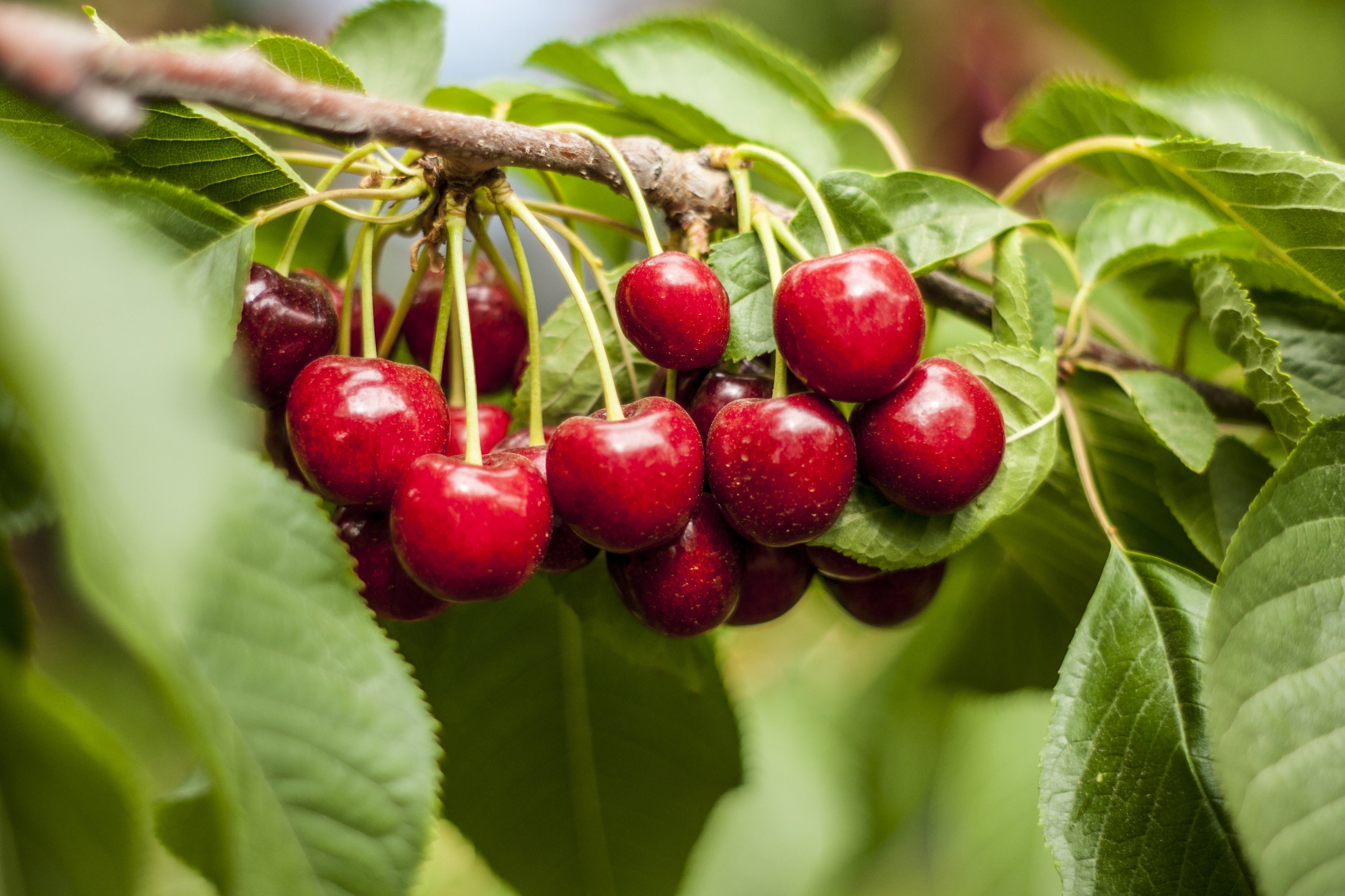 How to increase stone fruit yield