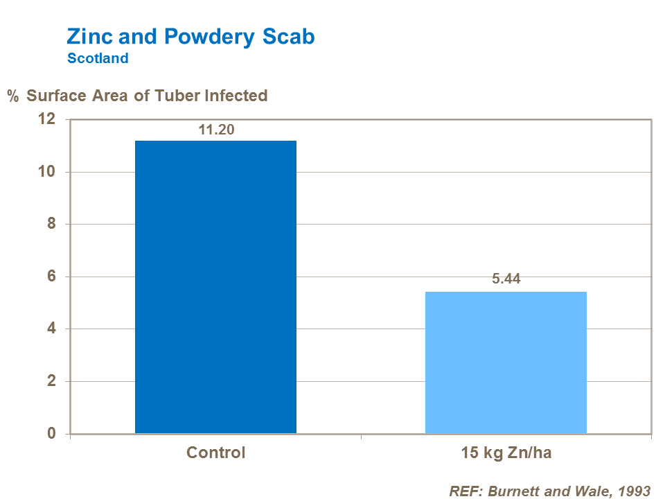 Zinc effect on powdery scab of potatoes