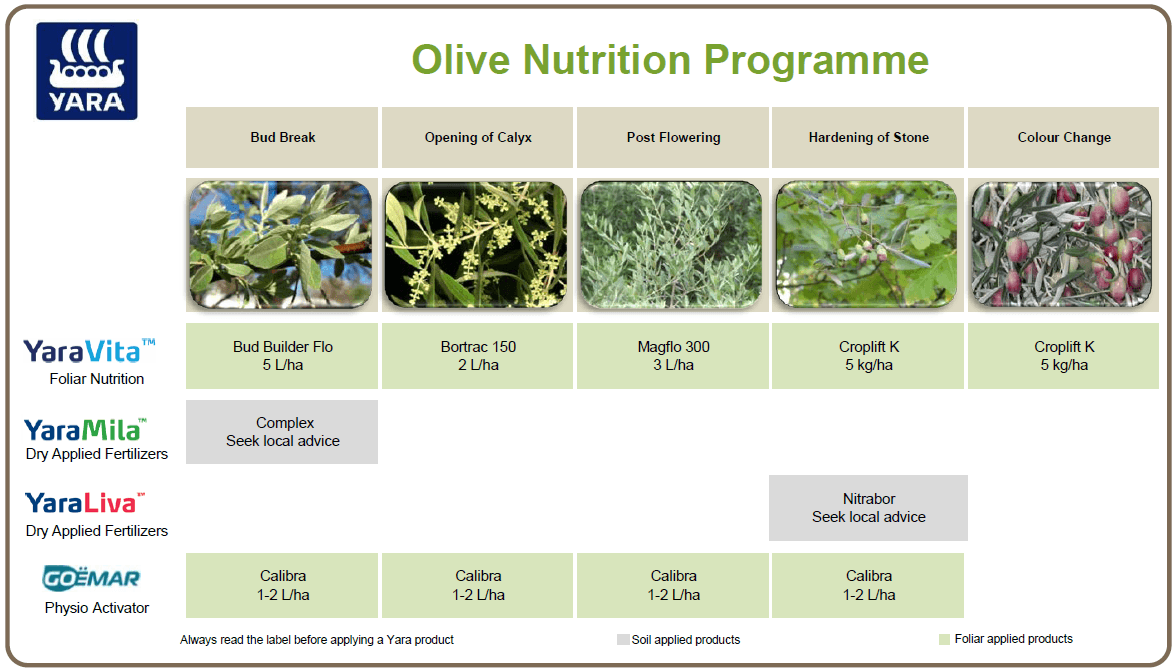 Olive crop nutrition programme