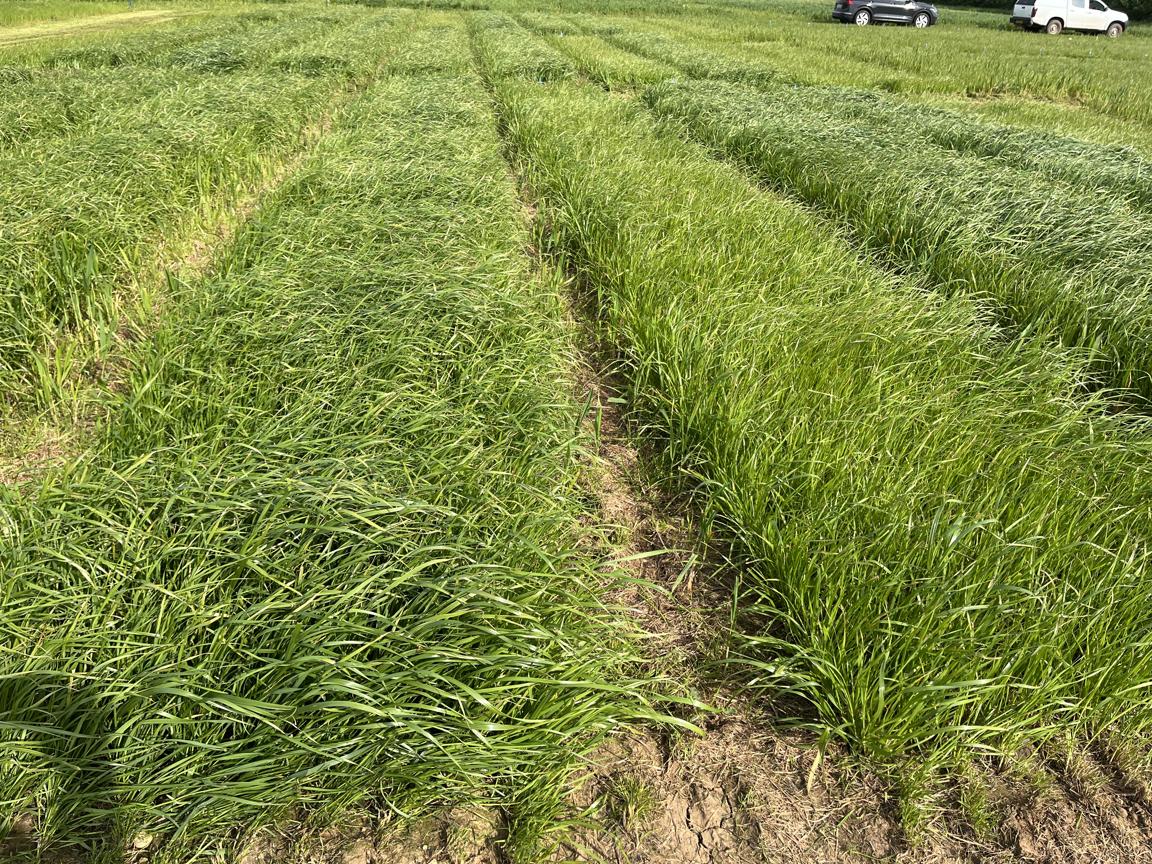 Plot trial photo