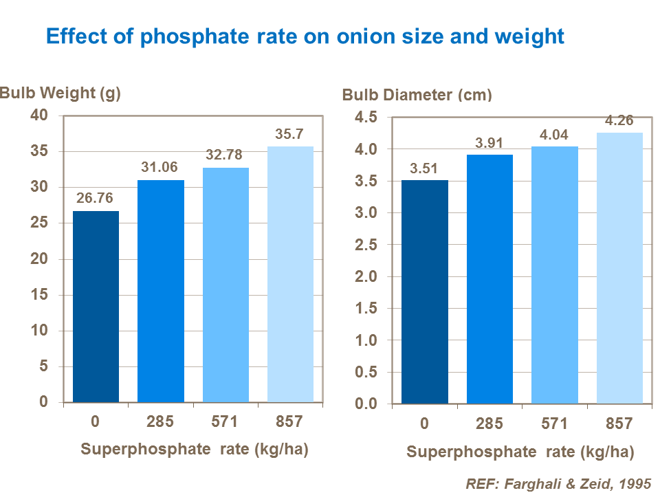 Effect of phosphate rate on onion size and weight