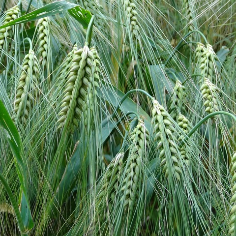 Barley