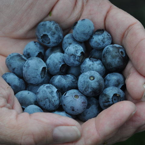 Blueberries