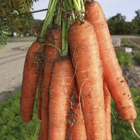 Carrots