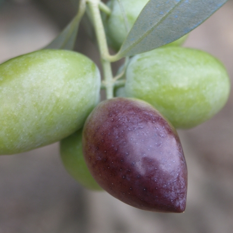 Olives